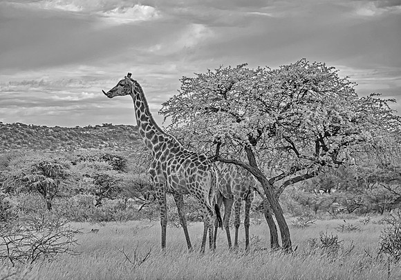 Giraffes Eating