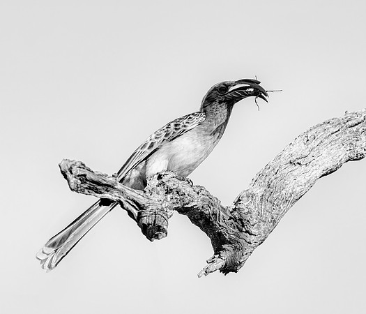 African Grey Hornbill With Bug