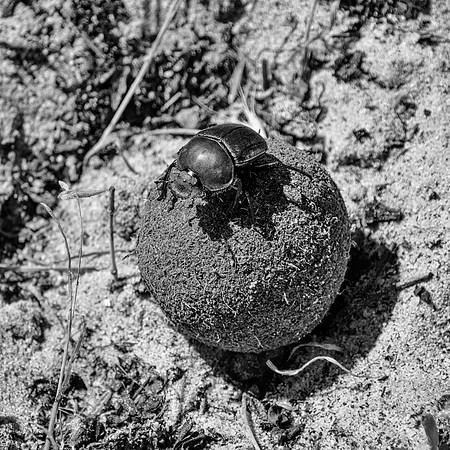 Green Grooved Dung Beetle