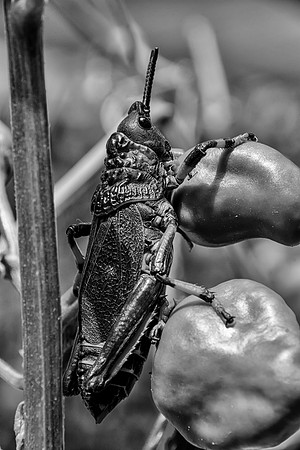 Koppie Foam Grasshopper
