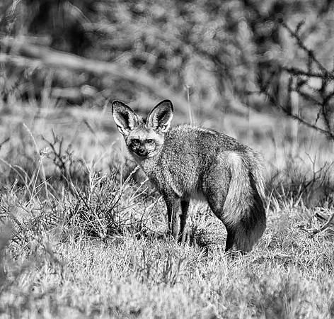 Bat-eared Fox