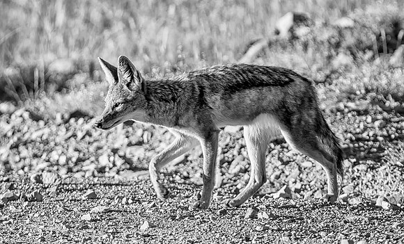 Black-backed Jackal