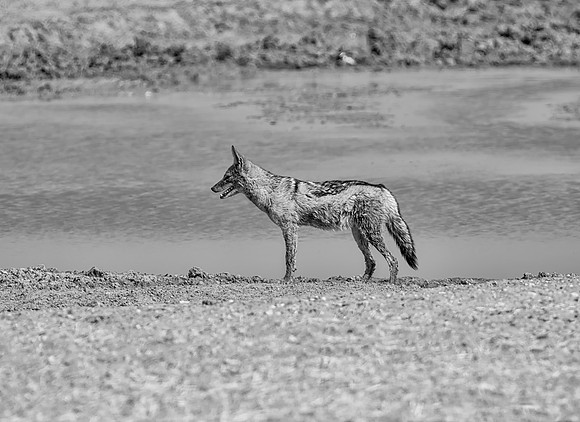 Black-backed Jackal