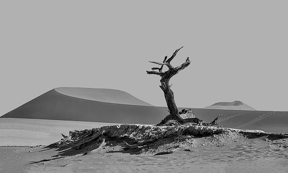 Deadvlei Tree