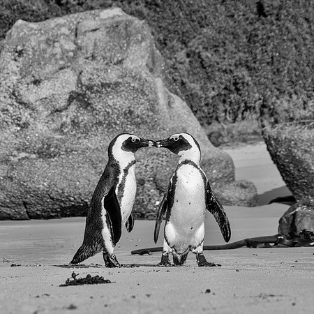 African Penguins