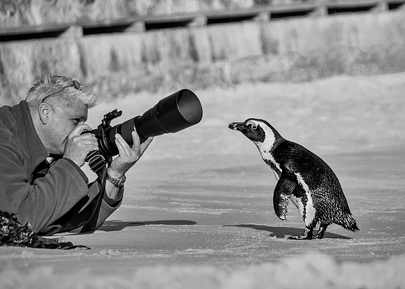 Curious Penguin