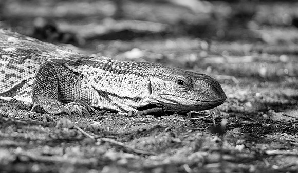 Rock Monitor