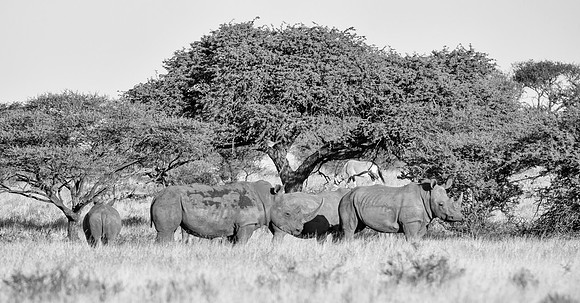 White Rhino Group