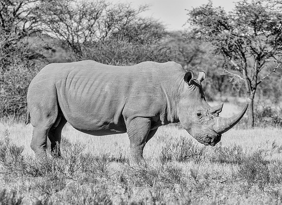 White Rhinoceros