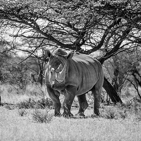 White Rhinoceros