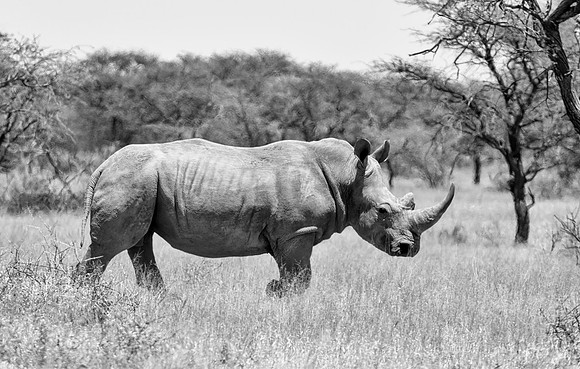 White Rhino