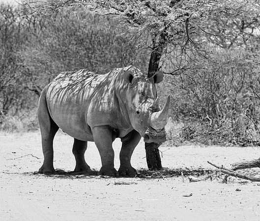 White Rhino