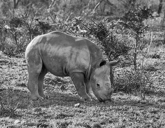 White Rhino Calf