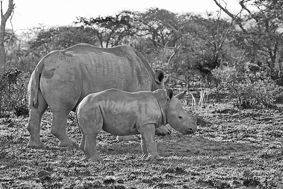 White Rhino Mother And Calf