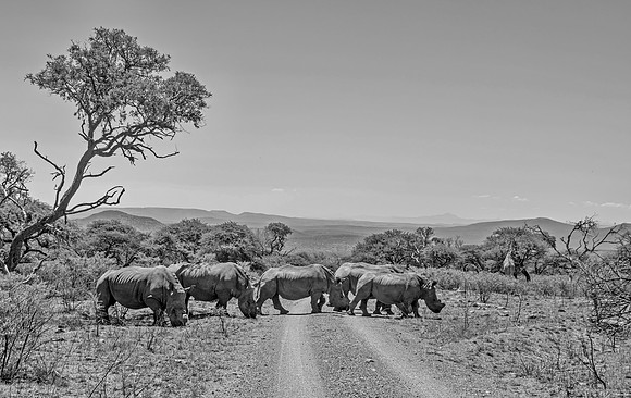 White Rhino Group