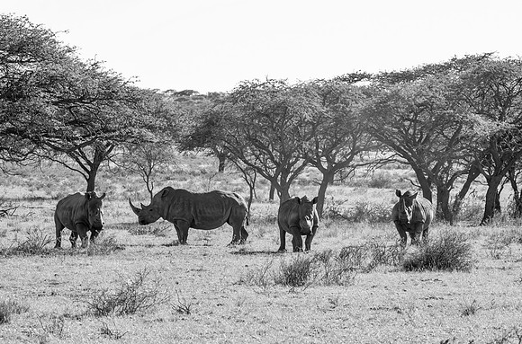 White Rhino Group