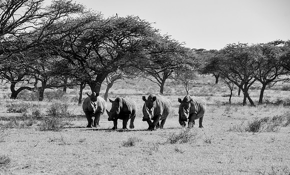 White Rhino Group