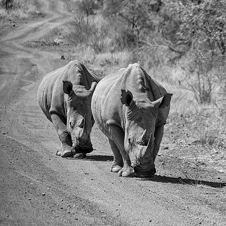 White Rhino Pair