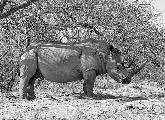 White Rhinoceros