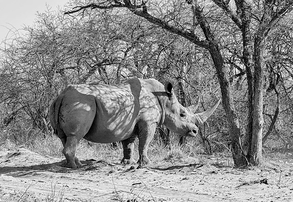 White Rhinoceros