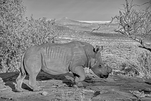 White Rhinoceros