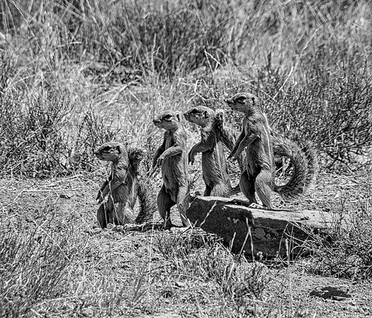 African Ground Squirrels