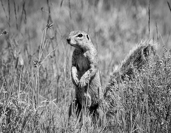 African Ground Squirrel