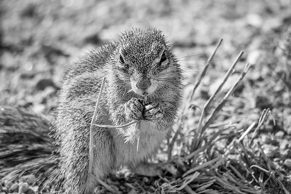 African Ground Squirrel