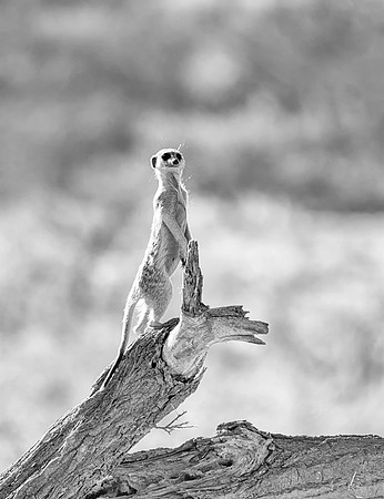 Meerkat