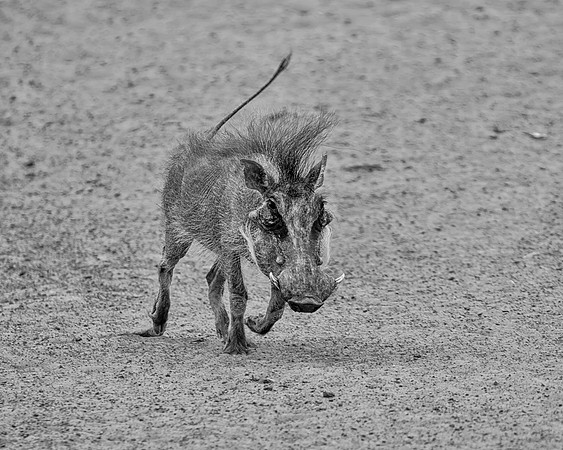 Warthog
