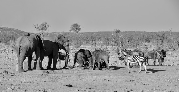 Busy Watering Hole