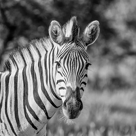 Burchell's Zebra Portrait