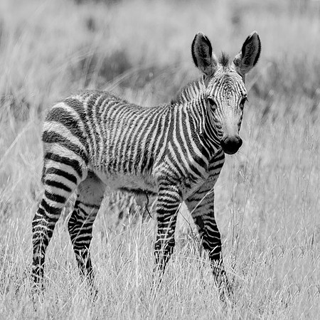 Zebra Foal