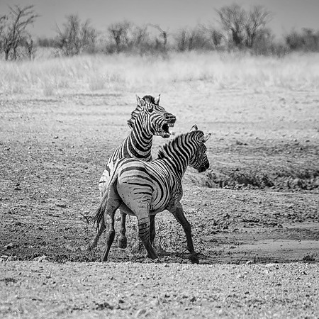 Zebra Stallions Fighting