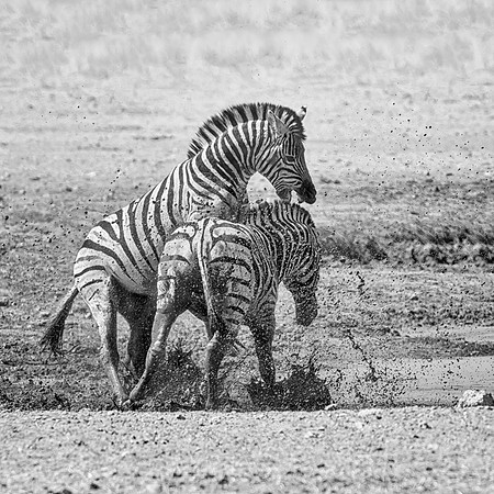 Zebra Stallions Fighting