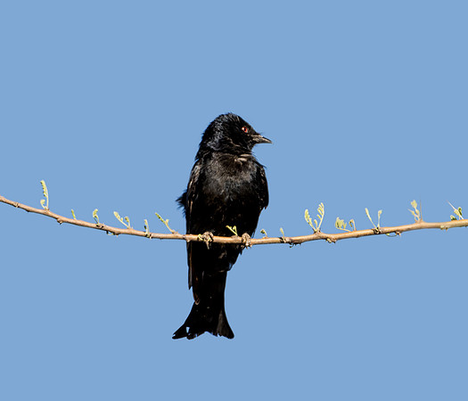 Square-tailed Drongo