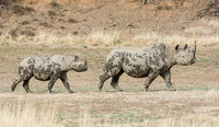 Black Rhinoceros Mother And Calf