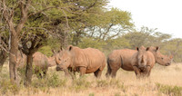 White Rhino Group