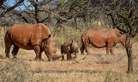 White Rhino Family