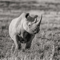 Black Rhinoceros