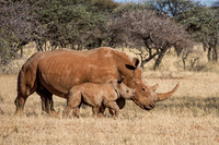 White Rhino Mother And Calf