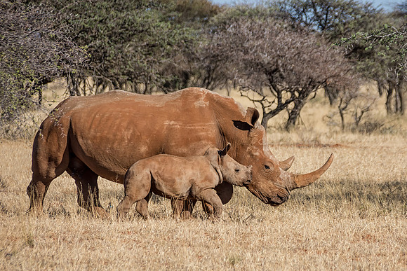 White Rhino Mother And Calf