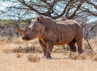 White Rhinoceros