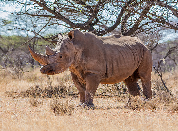 White Rhinoceros
