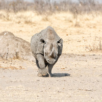 Black Rhinoceros