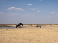 Elephant And Black Rhino