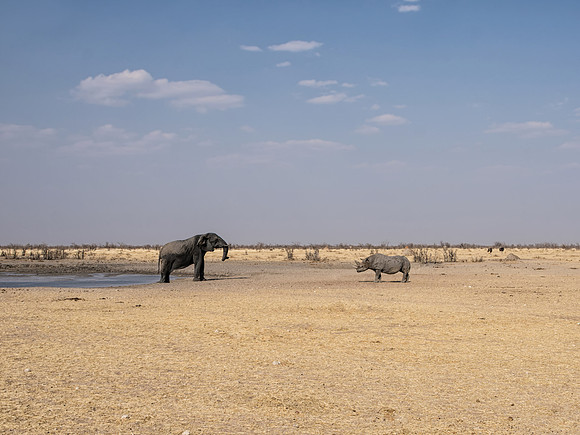 Elephant And Black Rhino