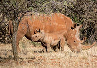 White Rhino Mother And Calf