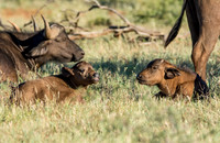 Two Baby African Buffalos