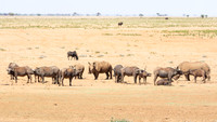 White Rhino and Buffalo